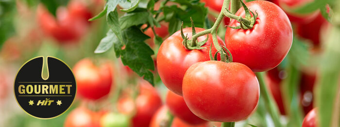 Logo Gourmet HIT, rote Tomaten an Strauch
