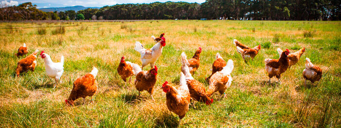 Ohne Kükentöten, Huhn & Hahn Initiative